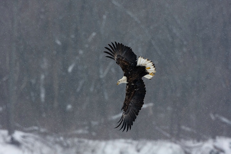 Bald Eagle in Snowy Flight