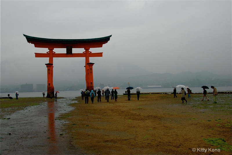 Tori in the Rain in Miyajima