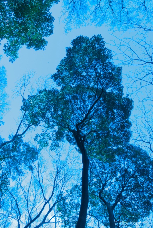 Branch in the Sky at Arisugawa