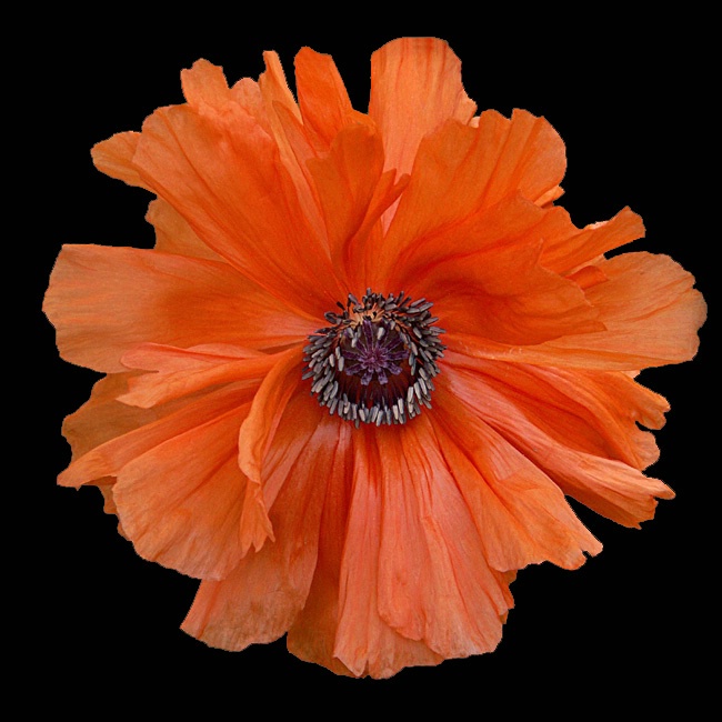 Orange Poppy on Black