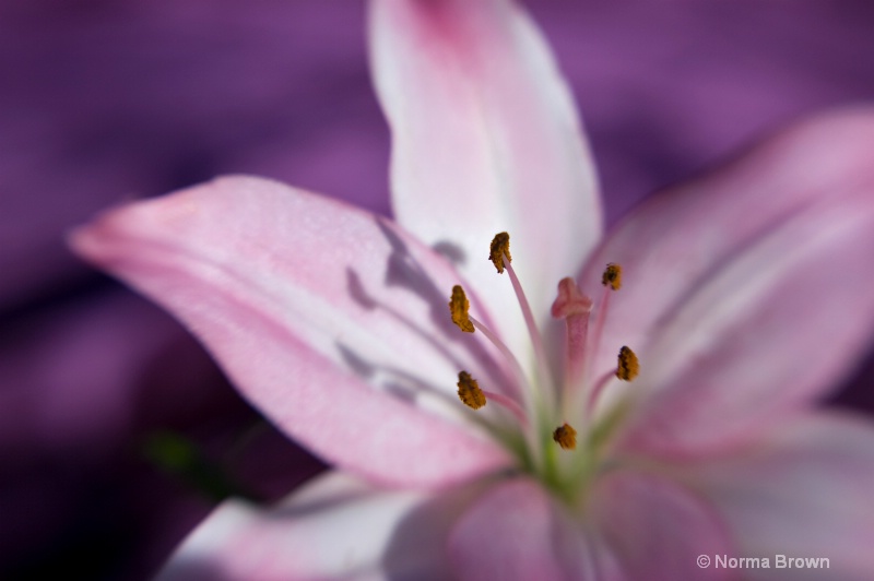  Spring Lily