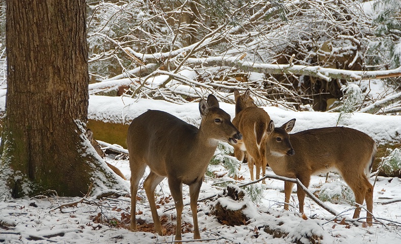 Deer in Cades Cove, Smoky Mountains