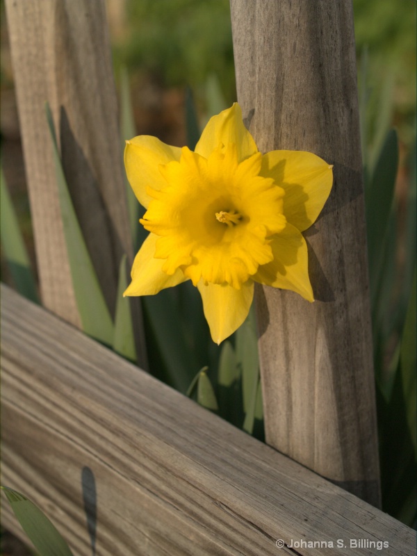 Peekaboo Daffodil