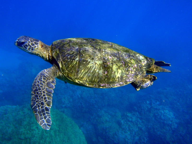 Maui area Turtle