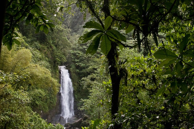 Thriving rain forest in Dominica