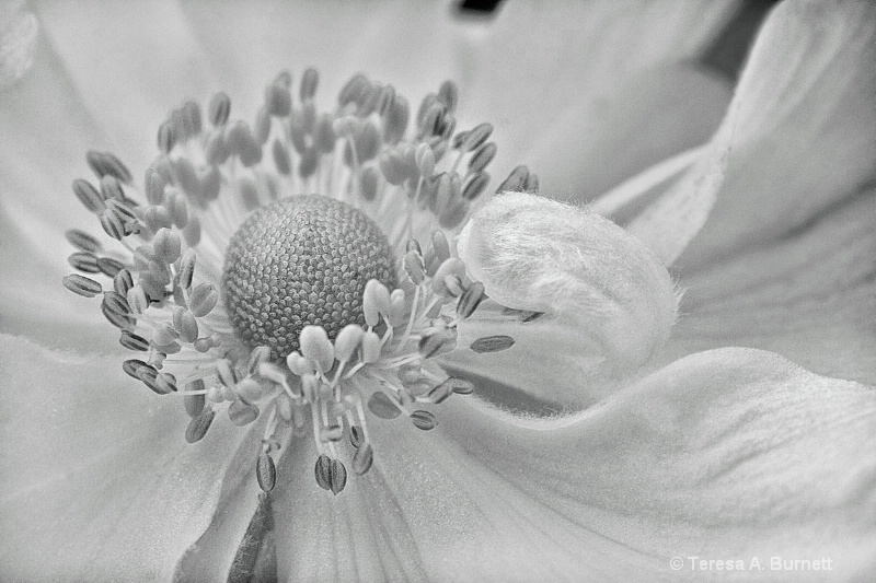Anemone in Black and White