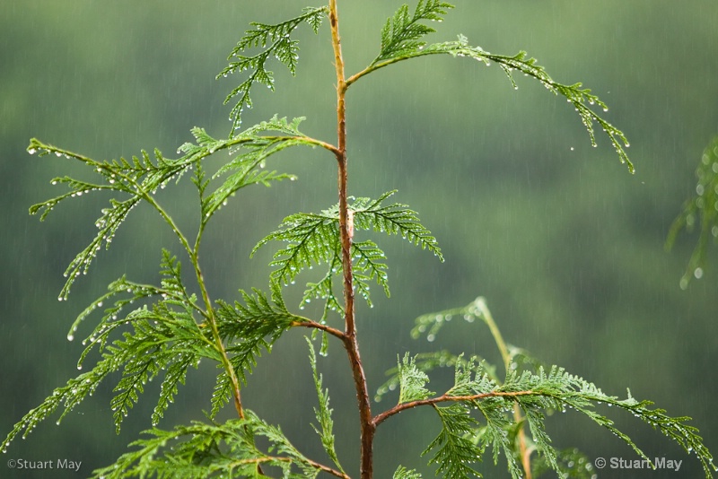 quinault rains-3