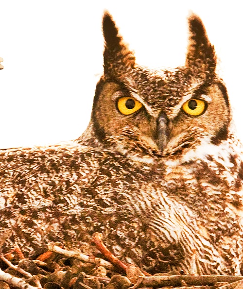 owl up close