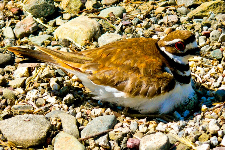 Killdeer on egg