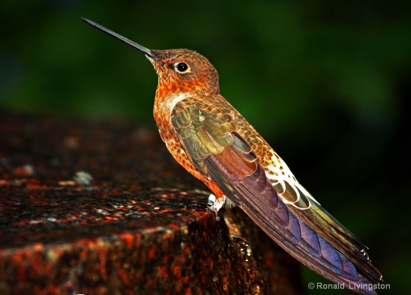 Giant Humming Bird