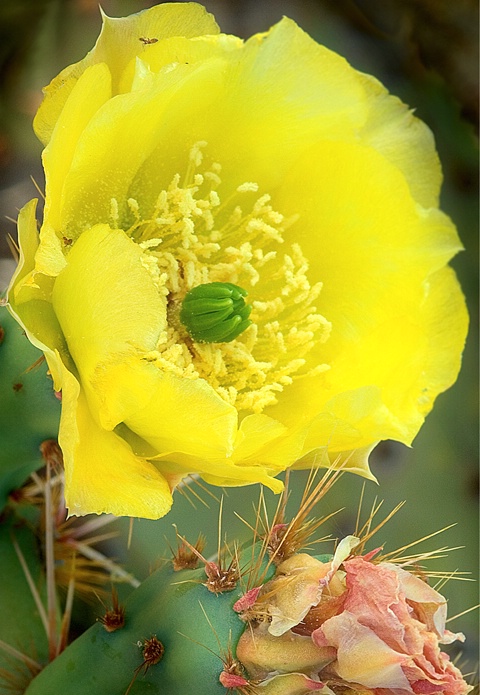 Saguaro Flower, Sanora Desert
