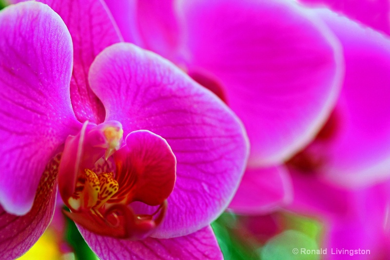 Orchid Ecstasy