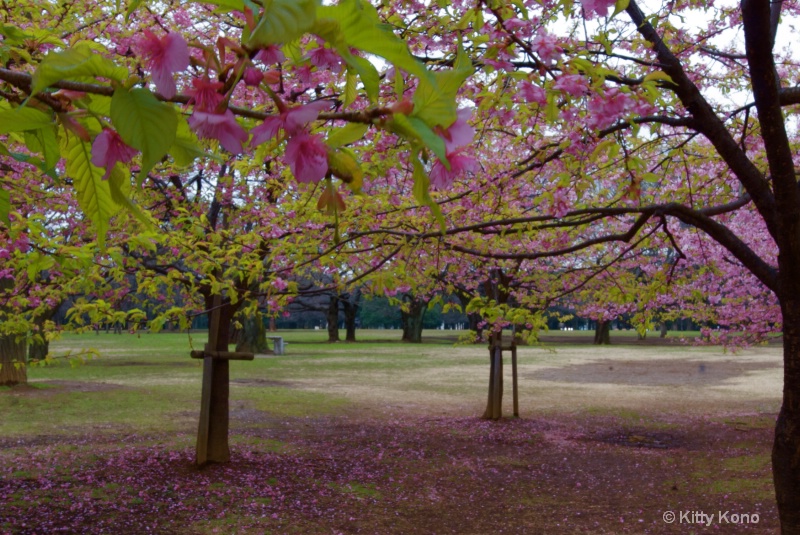 Plum Trees in YoYogi Park