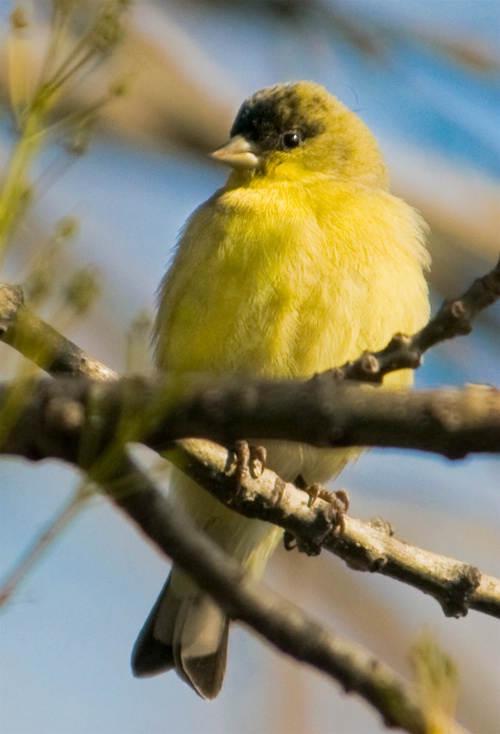 Finch