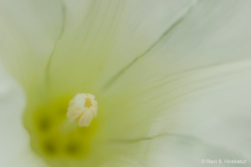 White Flower