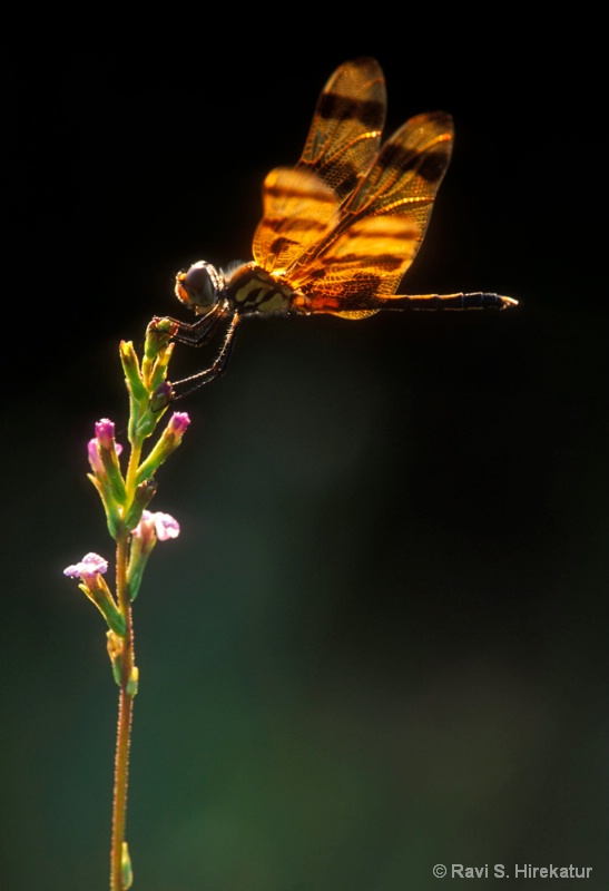 Dragonfly