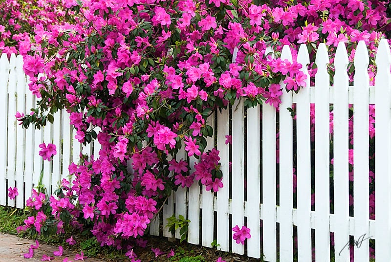 Azaleas!