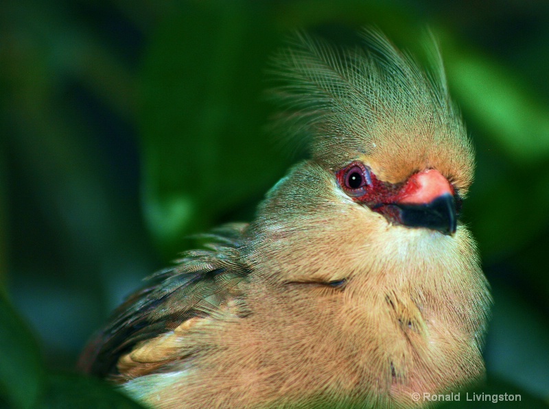 Feathered  Friend