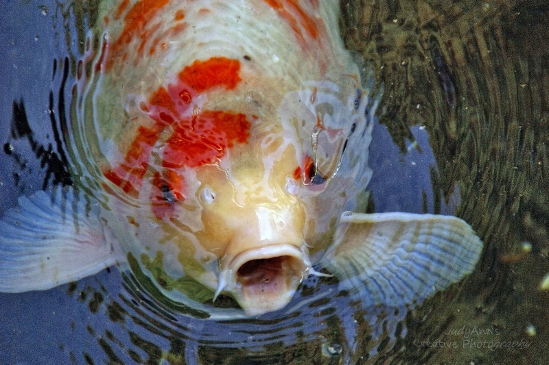 They call me MISTER Koi! 