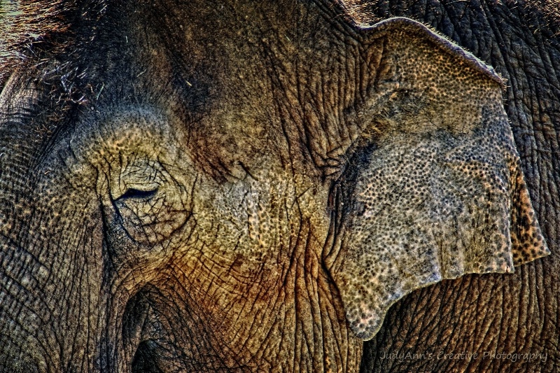 Simply Elephant