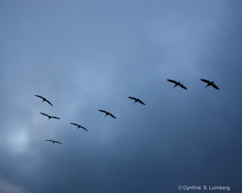 Seagulls