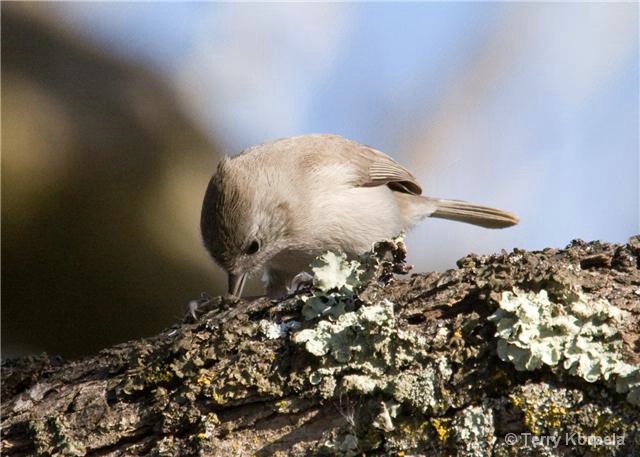 Oak Titmouse with lunch