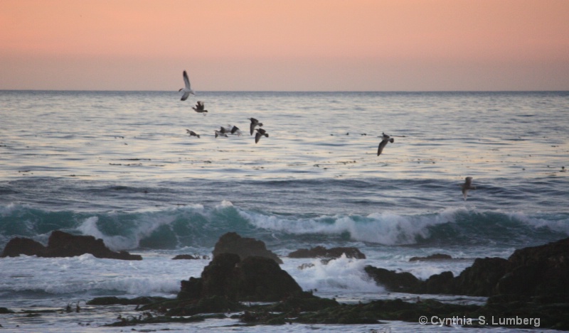 Seagulls at sunset