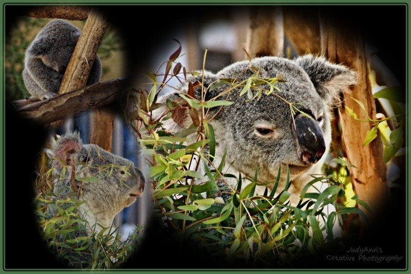 Simply Koala