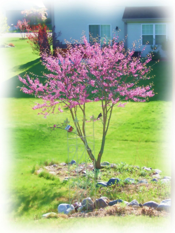 Robin in the Red Bud