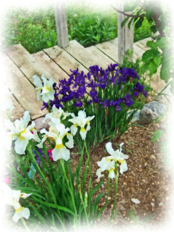 Iris at Steps