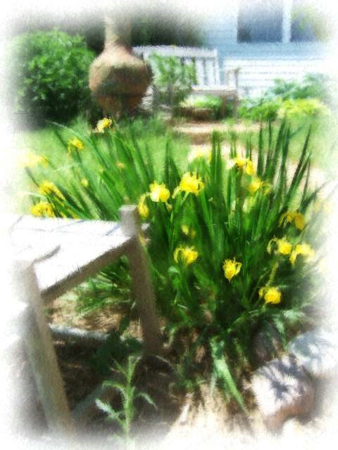 Yellow Iris