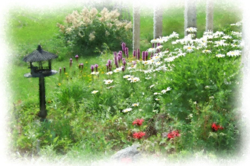 Shasta Daisies