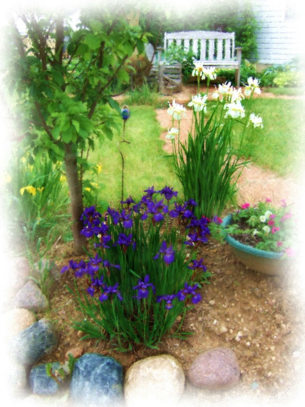 Purple Iris with Bench