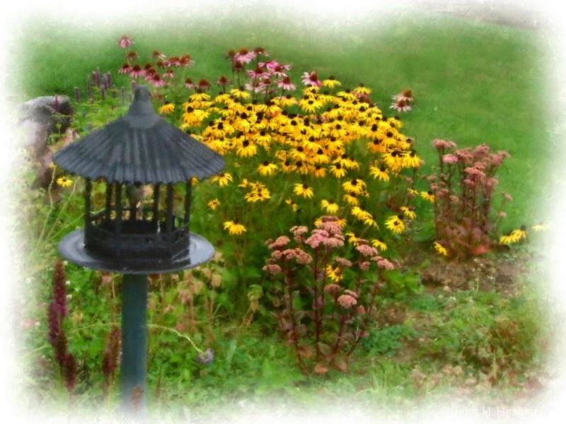 Rudbeckia