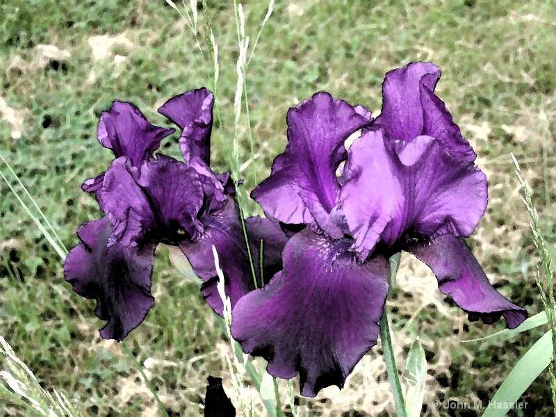 Huge Iris