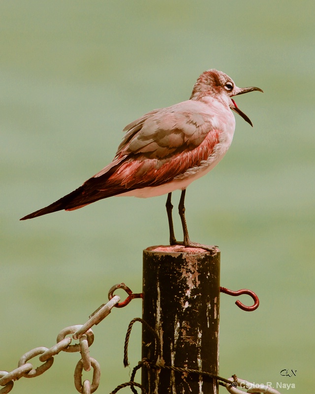 Another Snow Bird