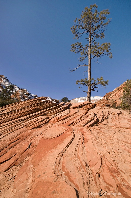 Slickrock and Tree Zion NP UT