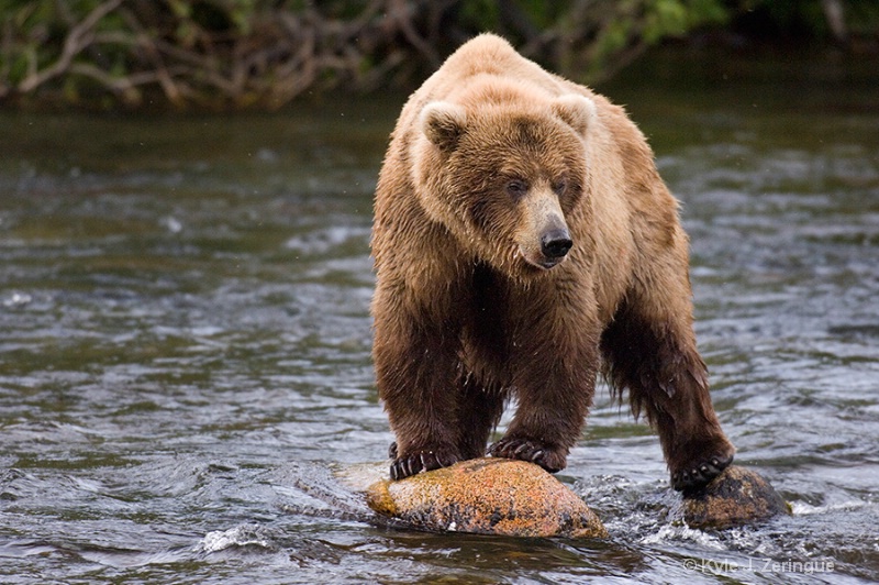 Katmai Brown Bear on Rock