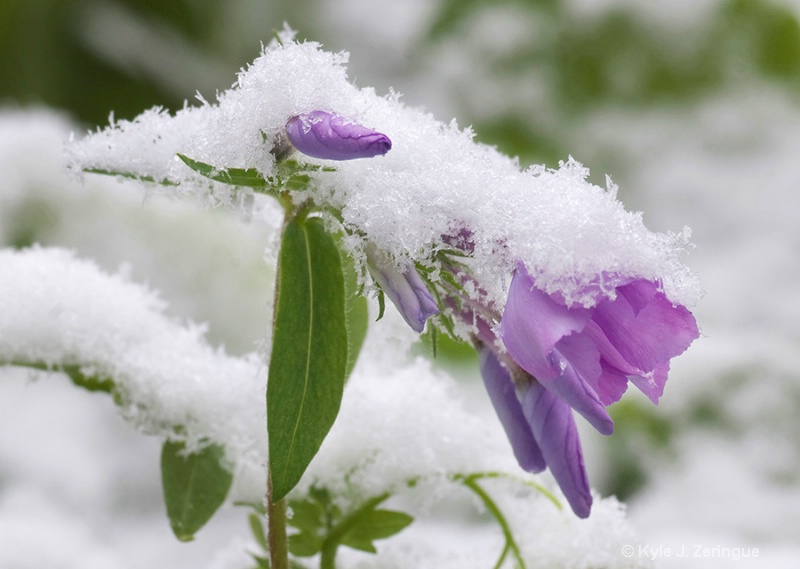 Flower in Spring Snow