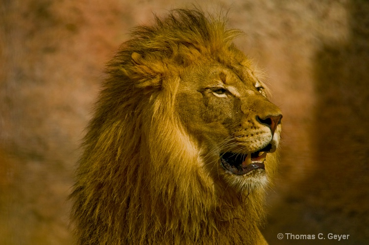 Lion Profile