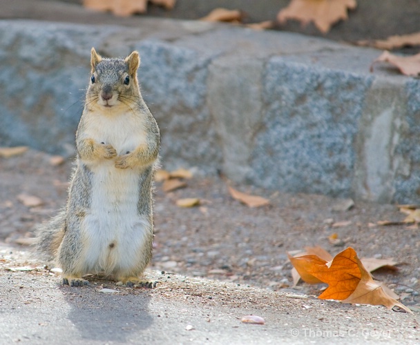 Squirrel