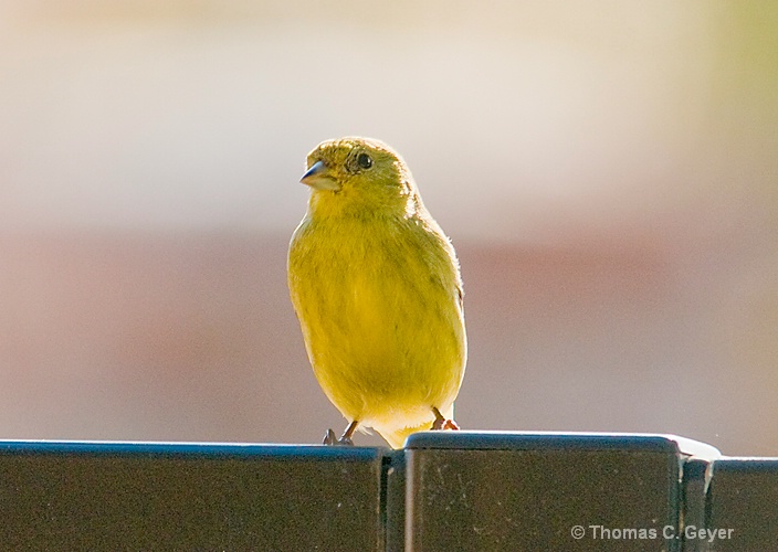 Finch