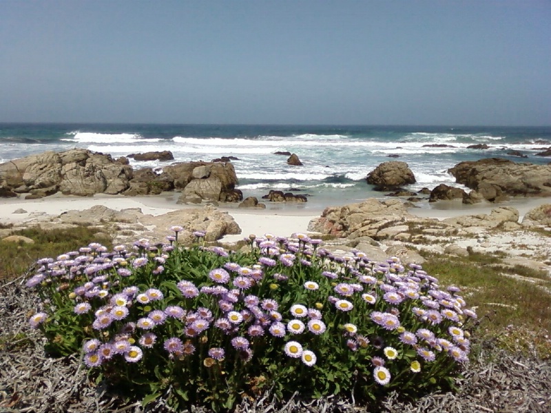 Wildflowers in Spring