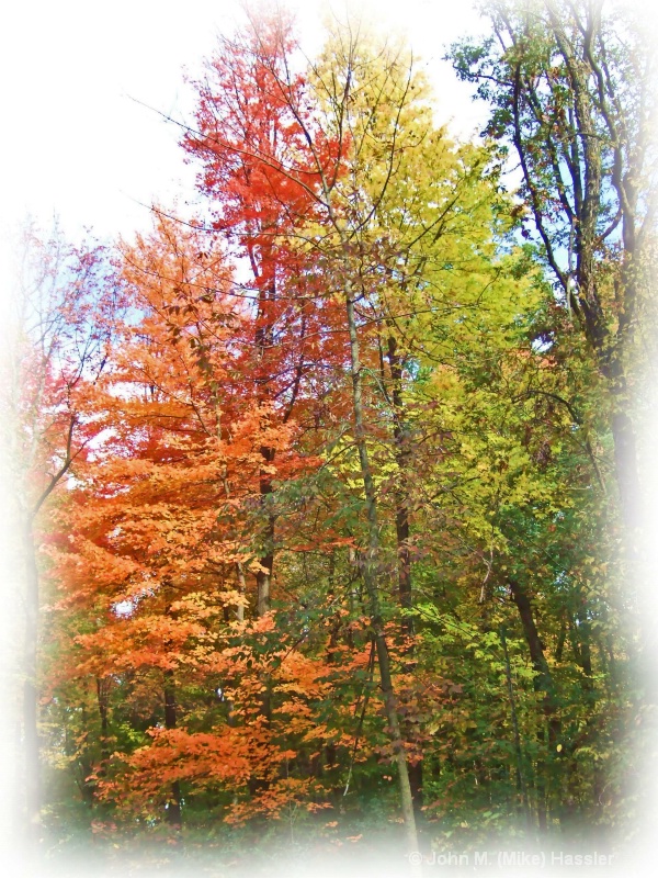 Multi-color Patch of Fall