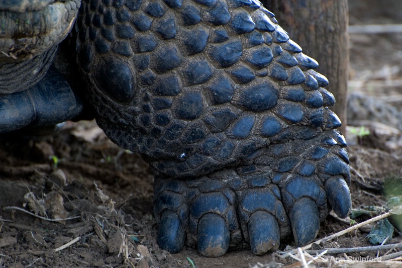 Galapagos foot