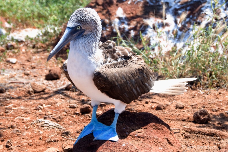 Blue footed booby 1