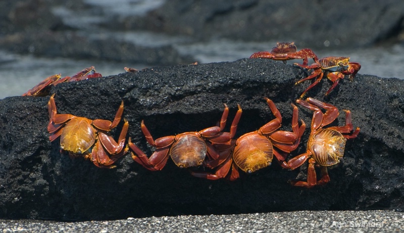 Crab conference
