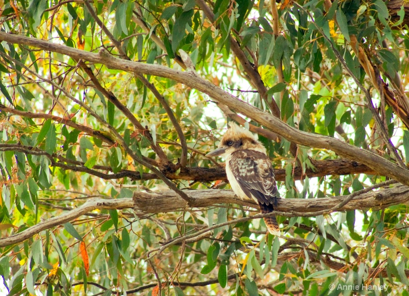 Kookaburra, native Australian bird