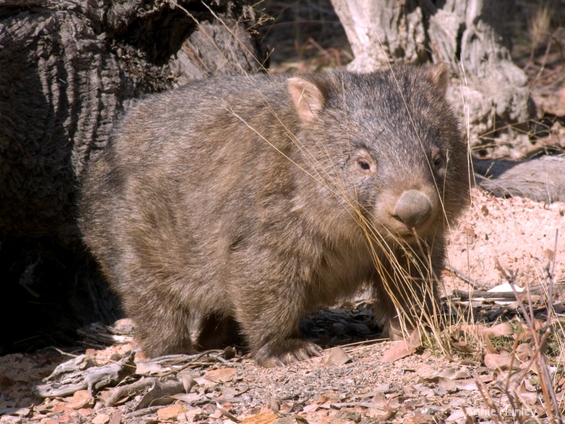 Wombat, Native Australian animal