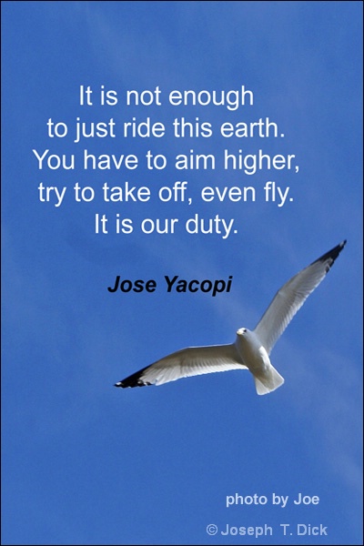 Seagull Meditations #4
